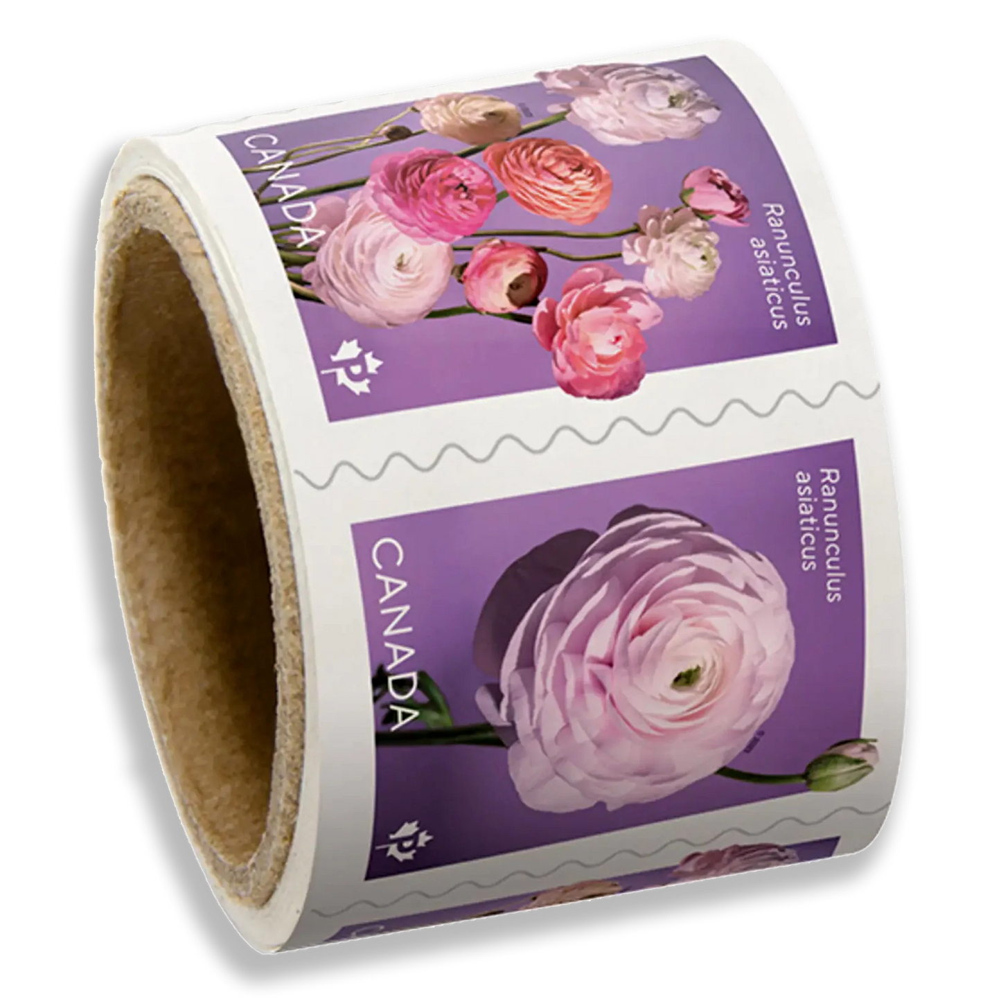 Ranunculus: Permanent™ domestic rate stamps   coil of 50