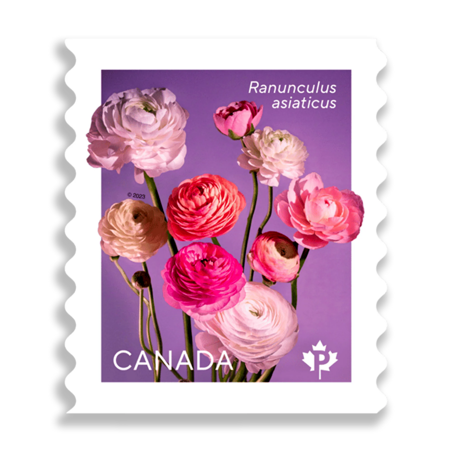 Ranunculus: Permanent™ domestic rate stamps   coil of 50
