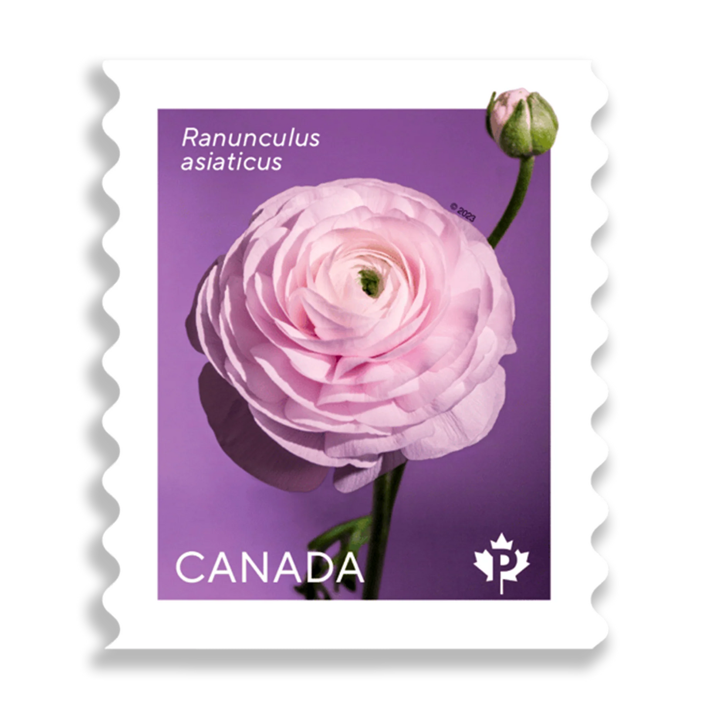 Ranunculus: Permanent™ domestic rate stamps   coil of 50