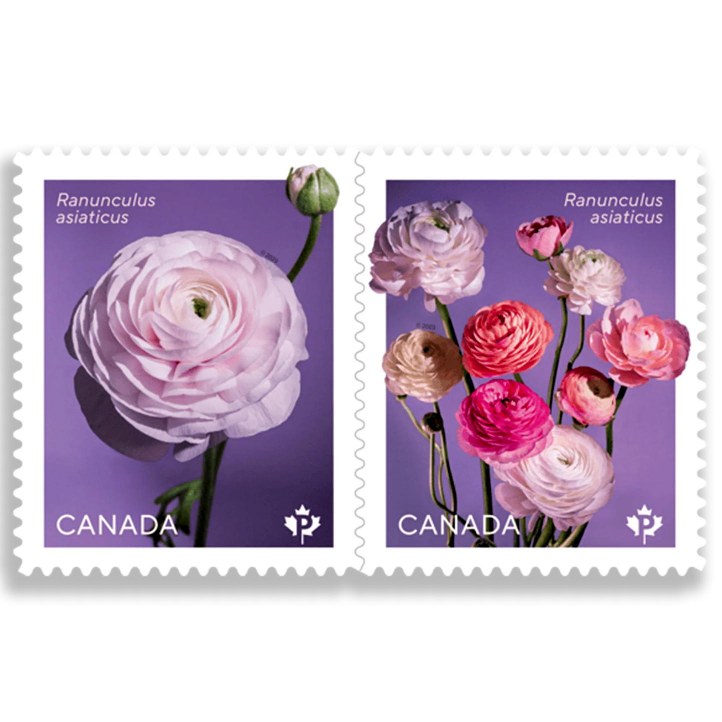 Ranunculus: Permanent™ domestic rate stamps   coil of 50